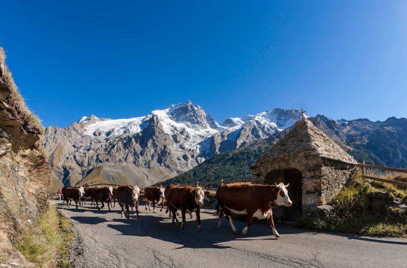 Vaches en montagnes