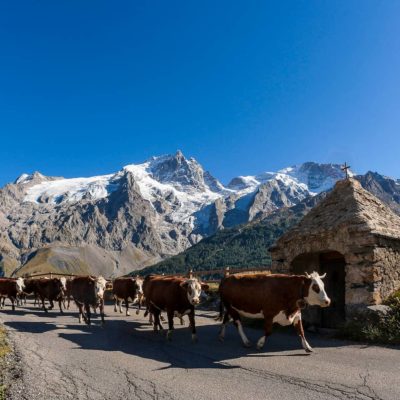 Vaches en montagnes