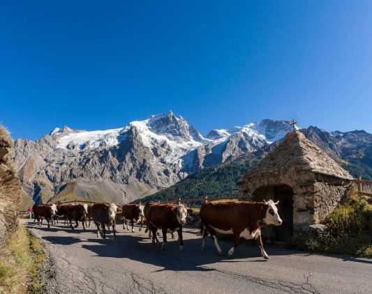 Vaches en montagnes