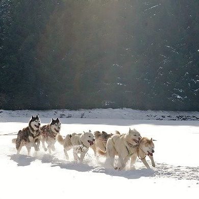 Chiens traineaux