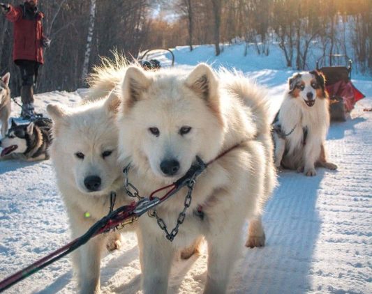 Chien de traîneaux